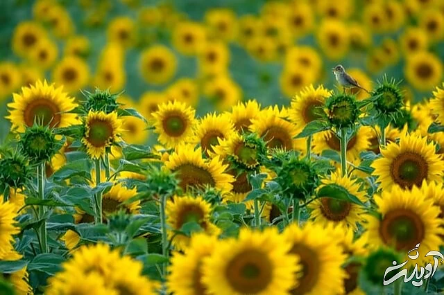 عکس های حیاتوحش برگزیده امسال را تماشا کنید